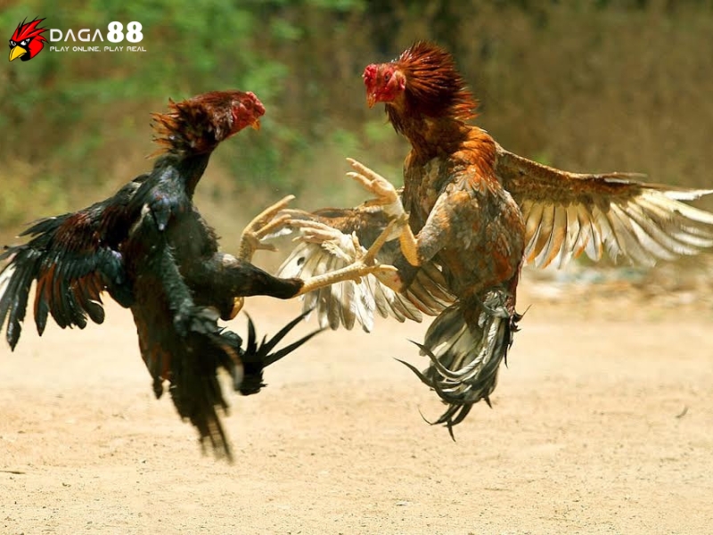 Đá gà đòn với những đòn lối đẹp và kịch tính